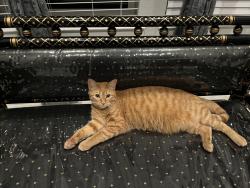 Lost Female Cat last seen Grayson woods, Katy, TX 77494
