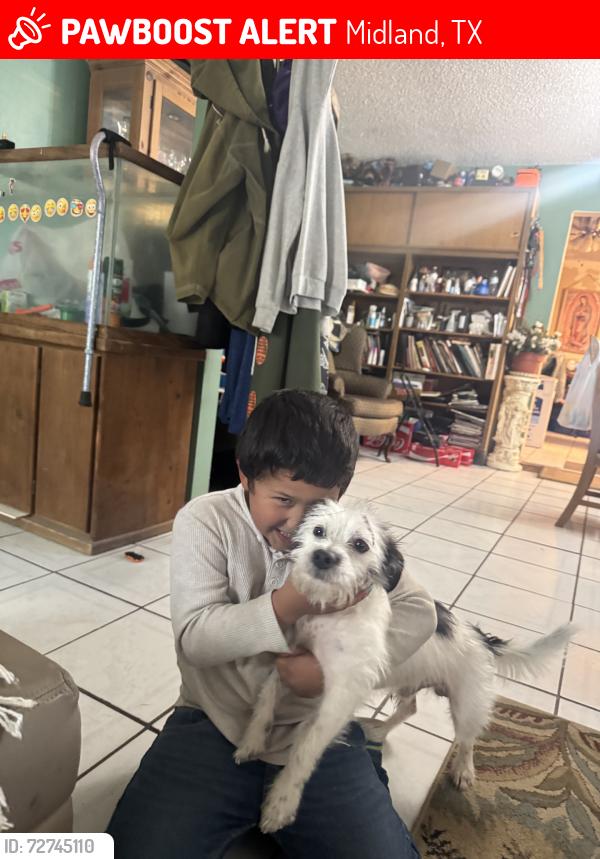 Lost Male Dog last seen Near  south county road, Midland, TX 79701