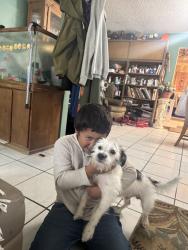 Lost Male Dog last seen Near  south county road, Midland, TX 79701