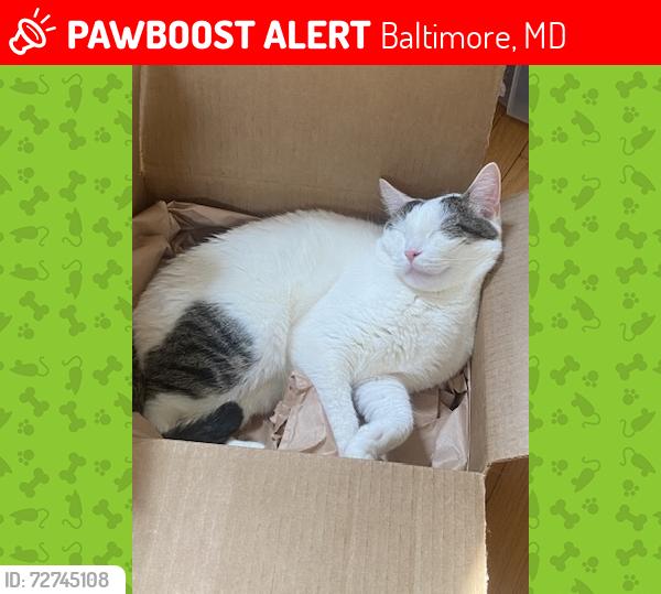 Lost Male Cat last seen Lake Walker, Baltimore, MD 21212