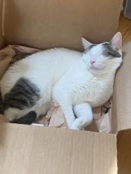 Lost Male Cat last seen Lake Walker, Baltimore, MD 21212