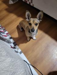 Found/Stray Male Dog last seen By Red Roof Inn N Black Canyon Hwy, Phoenix, AZ 85017