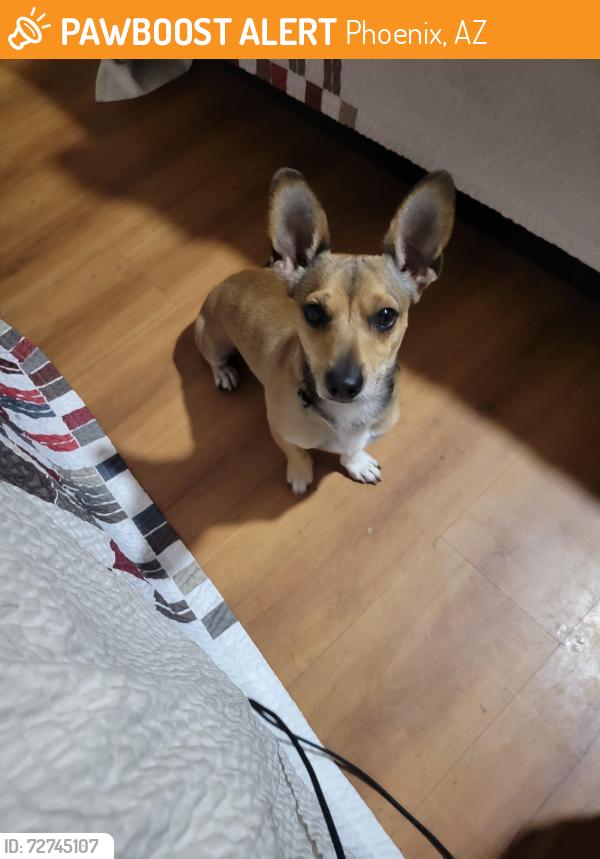 Found/Stray Male Dog last seen By Red Roof Inn N Black Canyon Hwy, Phoenix, AZ 85017