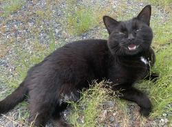 Lost Male Cat last seen Clifton street and Salem avenue right by the firehouse next to 7/11, Marshall, VA 20115