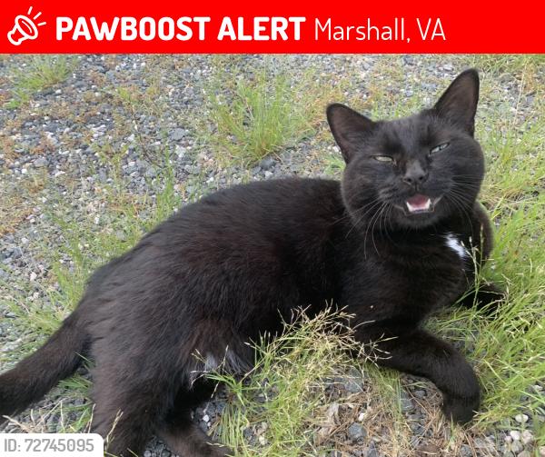 Lost Male Cat last seen Clifton street and Salem avenue right by the firehouse next to 7/11, Marshall, VA 20115