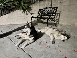 Found/Stray Unknown Dog last seen 7th st and Santa Fe, Los Angeles, CA 90021