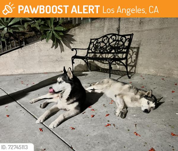 Found/Stray Unknown Dog last seen 7th st and Santa Fe, Los Angeles, CA 90021