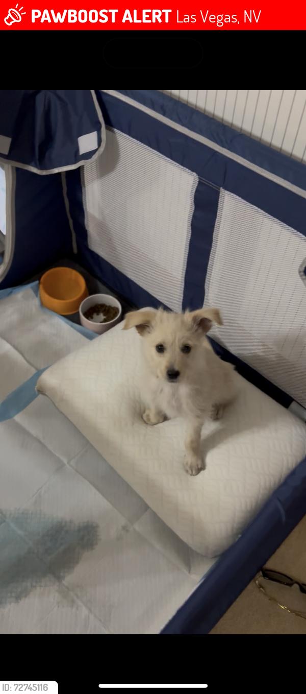 Lost Female Dog last seen Near chinatown, Las Vegas, NV 89117