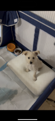 Lost Female Dog last seen Near chinatown, Las Vegas, NV 89117