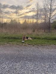 Found/Stray Male Dog last seen Piscataway Park, Fort Washington, MD 20744