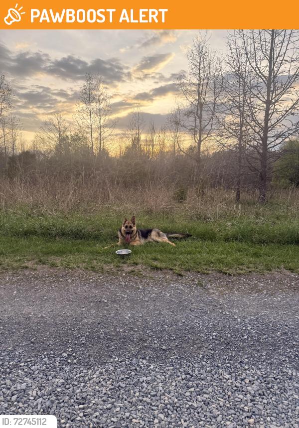 Found/Stray Male Dog last seen Piscataway Park, Fort Washington, MD 20744