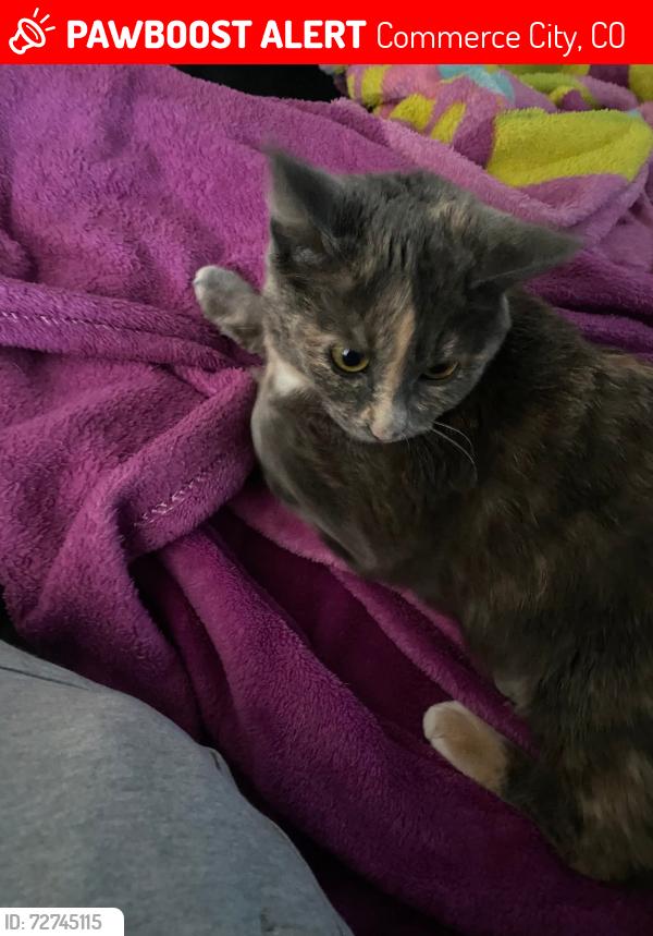 Lost Female Cat last seen Near sedalia ciraround the neighborhood , Commerce City, CO 80022