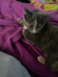 Lost Female Cat last seen Near sedalia ciraround the neighborhood , Commerce City, CO 80022