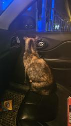 Found/Stray Female Cat last seen Page ave & Dettman, Summit Township, MI 49203