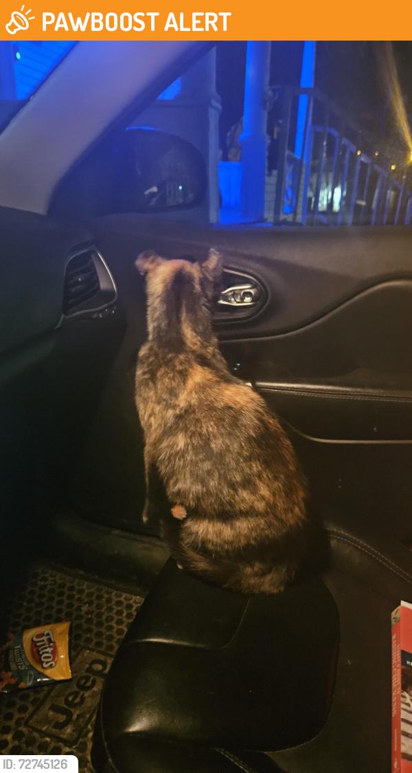 Found/Stray Female Cat last seen Page ave & Dettman, Summit Township, MI 49203