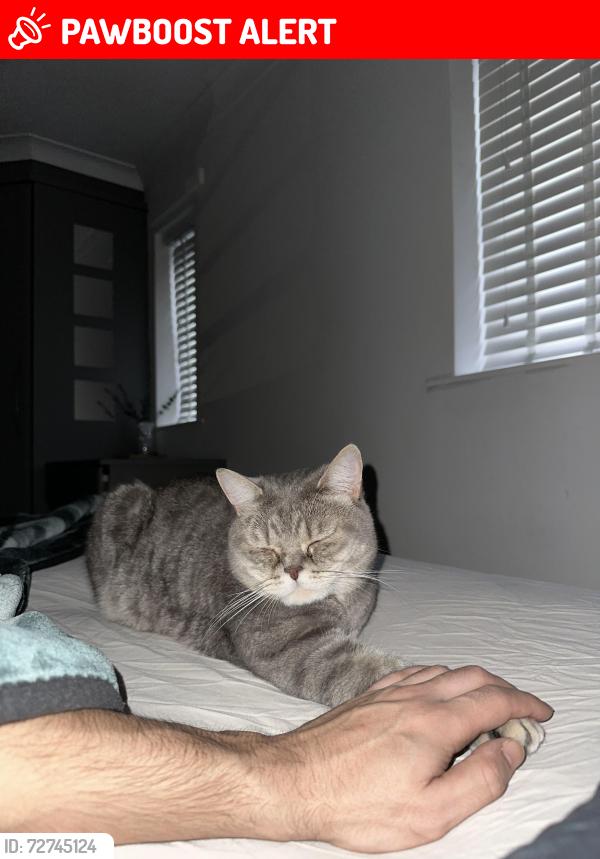Lost Male Cat last seen Hurst street, Morris green lane , Greater Manchester, England BL3 3NX