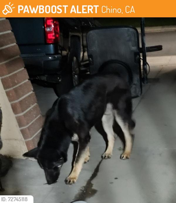 Found/Stray Male Dog last seen Preciado and Bernardo Court , Chino, CA 91710