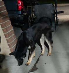 Found/Stray Male Dog last seen Preciado and Bernardo Court , Chino, CA 91710
