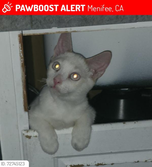 Lost Male Cat last seen Kennedy Lane , Menifee, CA 92587