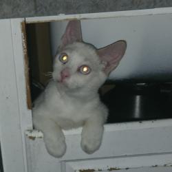 Lost Male Cat last seen Kennedy Lane , Menifee, CA 92587