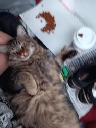 Lost Male Cat last seen Central ave and Palo Verde st montclair ca 91763, Montclair, CA 91763