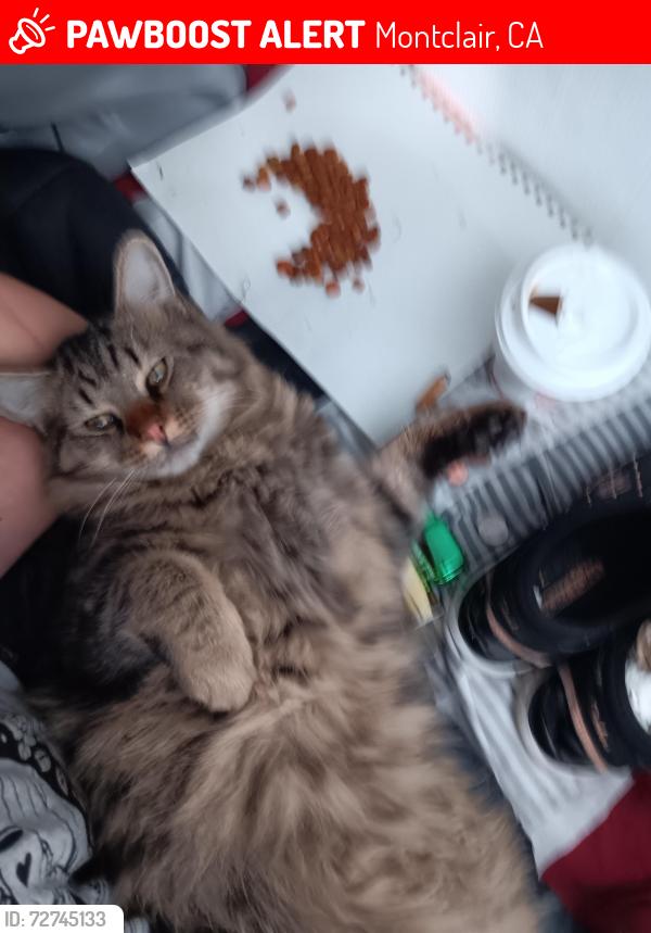 Lost Male Cat last seen Central ave and Palo Verde st montclair ca 91763, Montclair, CA 91763
