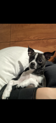 Lost Male Dog last seen Tower rd and E 32nd PKWY, Aurora, CO 80011