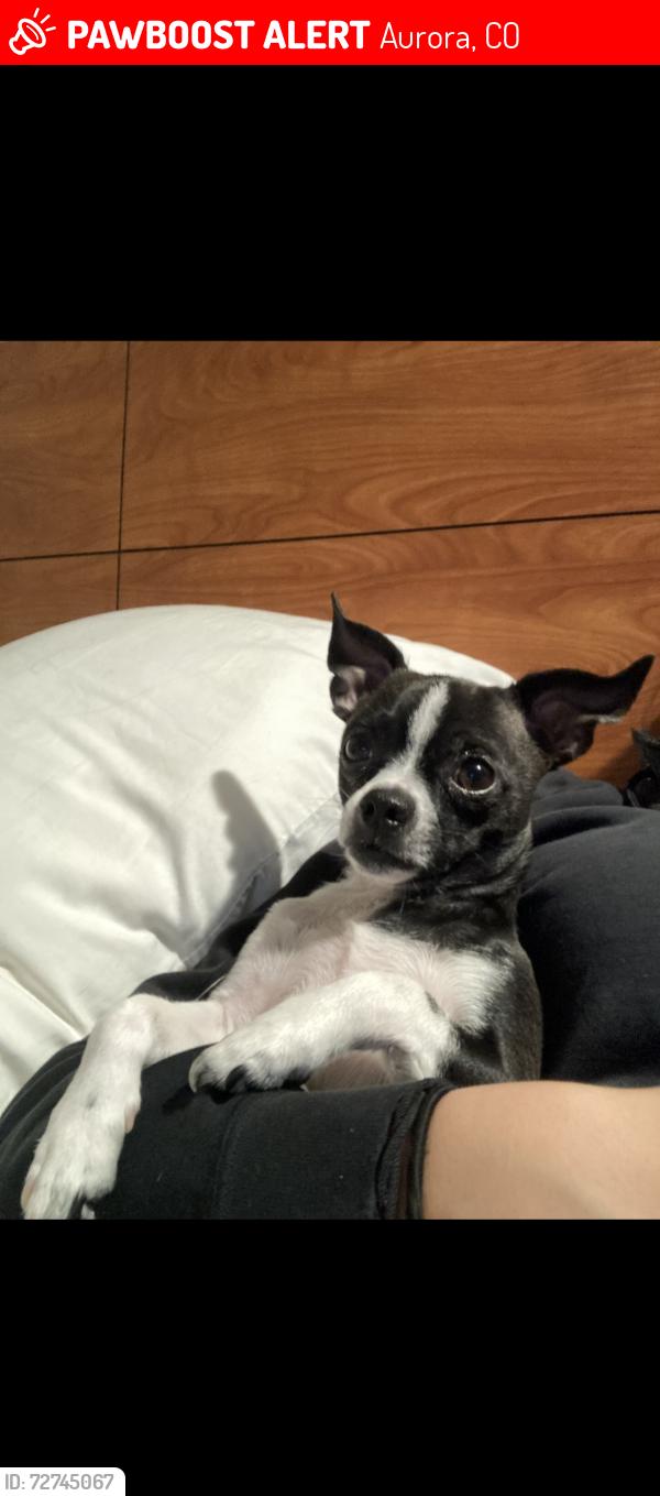 Lost Male Dog last seen Tower rd and E 32nd PKWY, Aurora, CO 80011