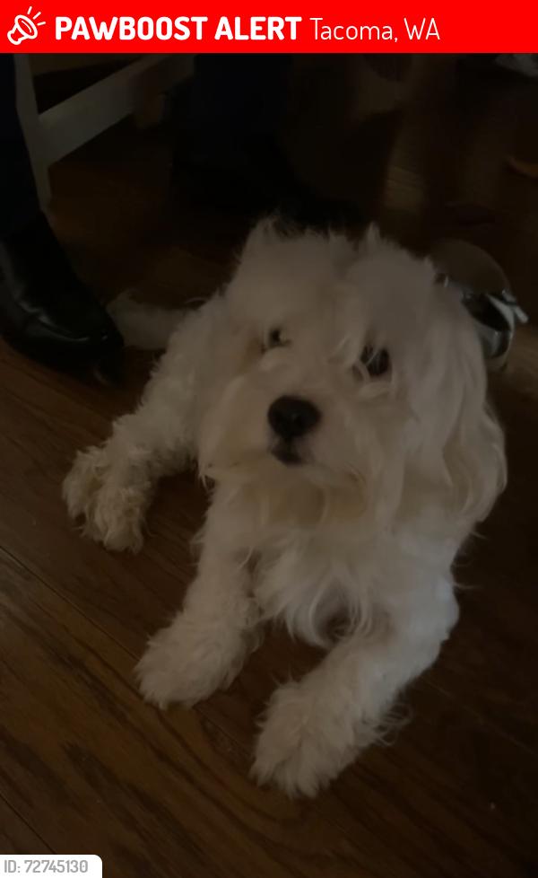 Lost Male Dog last seen Highland flats apartment Tacoma wa, Tacoma, WA 98465