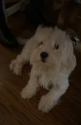 Lost Male Dog last seen Highland flats apartment Tacoma wa, Tacoma, WA 98465