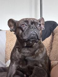 Found/Stray Female Dog last seen Sugar Land, Sugar Land, TX 77498