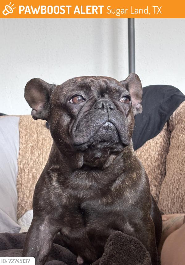 Found/Stray Female Dog last seen Sugar Land, Sugar Land, TX 77498