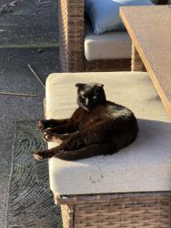 Lost Female Cat last seen NE 59th and 40th in Minnehaha, Vancouver, WA 98661