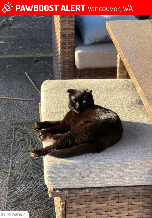 Lost Female Cat last seen NE 59th and 40th in Minnehaha, Vancouver, WA 98661
