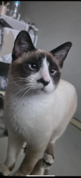 Lost Male Cat last seen 43rd ave and Orangewood, Glendale, AZ 85301