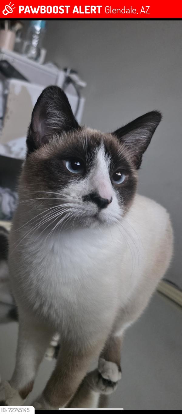 Lost Male Cat last seen 43rd ave and Orangewood, Glendale, AZ 85301