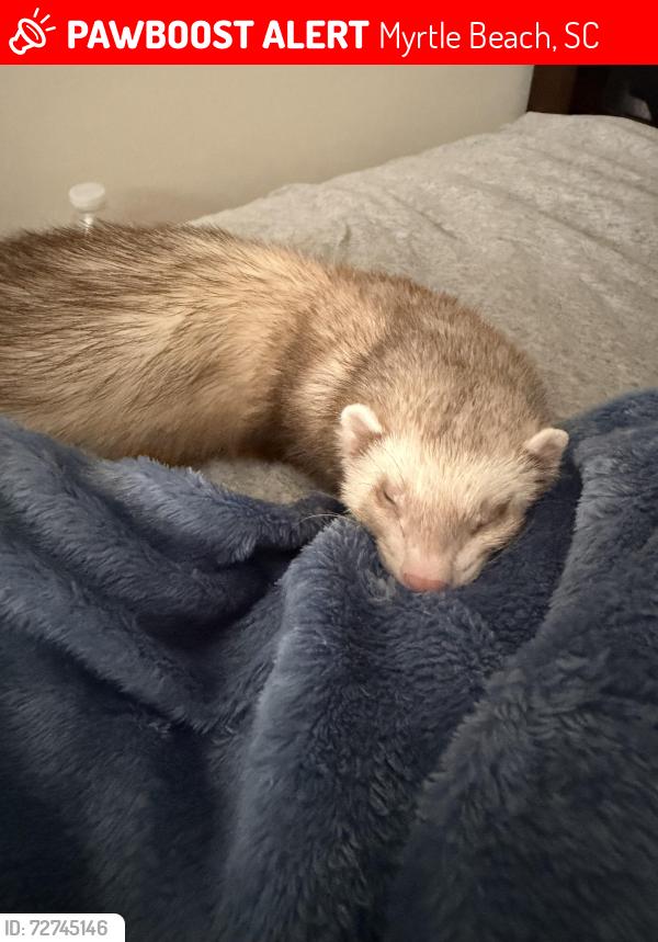 Lost Male Ferret last seen Baypointe apartments, corner of Nance street & 10th ave. (eastbrook rd) , Myrtle Beach, SC 29577
