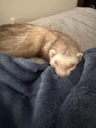 Lost Male Ferret last seen Baypointe apartments, corner of Nance street & 10th ave. (eastbrook rd) , Myrtle Beach, SC 29577