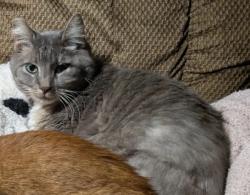 Lost Male Cat last seen NE129th Ave and NE 19th St, Vancouver, WA 98684