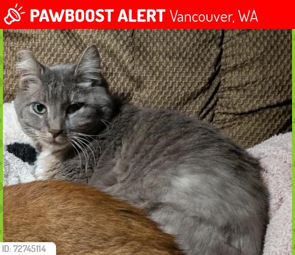 Lost Male Cat last seen NE129th Ave and NE 19th St, Vancouver, WA 98684
