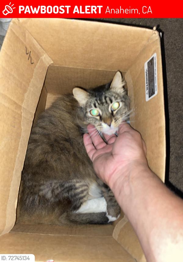 Lost Female Cat last seen Near n loara, Anaheim, CA 92801