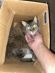 Lost Female Cat last seen Near n loara, Anaheim, CA 92801