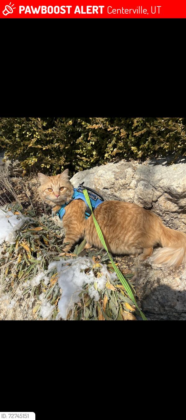 Lost Male Cat last seen Main Street and Carrington Ln, Centerville, UT 84014