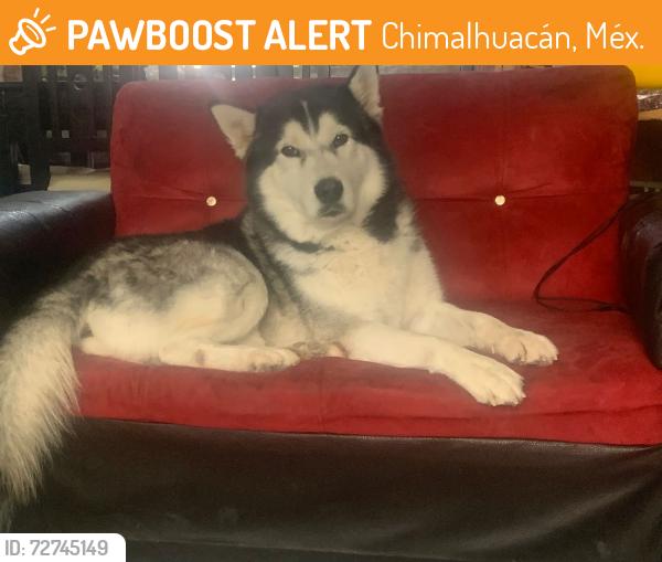 Found/Stray Male Dog last seen Hay tortillería en la esquina, mi casa es color verde con zaguán blanco y sigue siendo terracería , Chimalhuacán, Méx. 56338