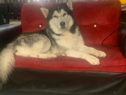 Found/Stray Male Dog last seen Hay tortillería en la esquina, mi casa es color verde con zaguán blanco y sigue siendo terracería , Chimalhuacán, Méx. 56338