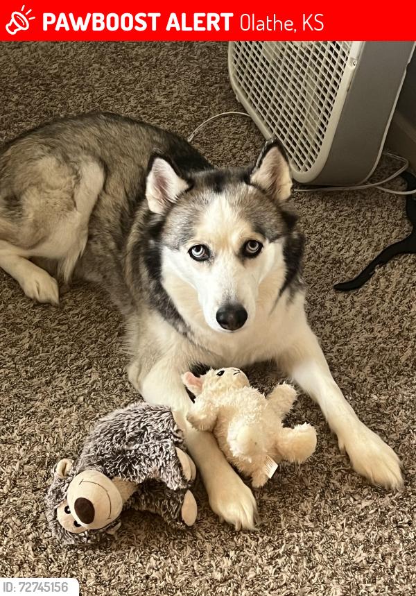 Lost Female Dog last seen 159th and Murlen, Olathe, KS 66062