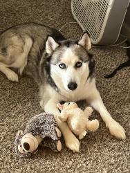 Lost Female Dog last seen 159th and Murlen, Olathe, KS 66062