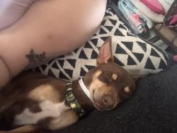 Lost Male Dog last seen Desert spring, Yuma, AZ 85365