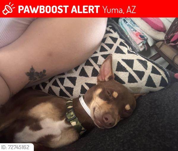 Lost Male Dog last seen Desert spring, Yuma, AZ 85365