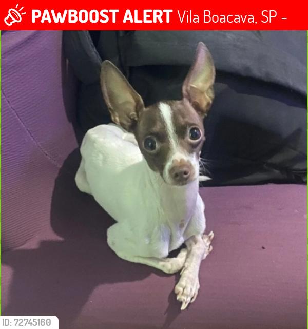 Lost Male Dog last seen Rua Jurubim vila Boaçava , Vila Boacava, SP 05170-100